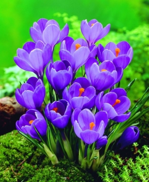 Crocus Vernus Remmerbranche